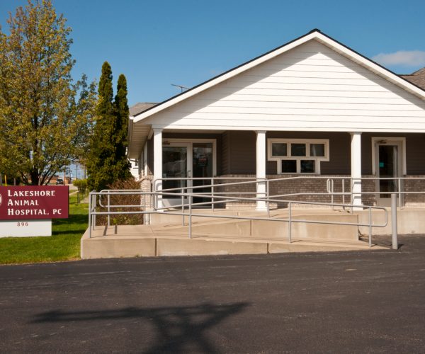 LakeshoreAminalC2_7989_edited-1